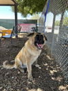 adoptable Dog in  named *KODA
