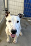 adoptable Dog in  named *BEEMO