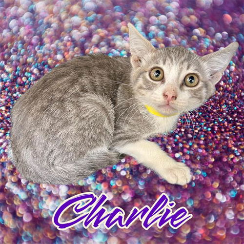 animal-image