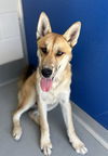 adoptable Dog in  named *TONY