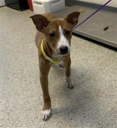 adoptable Dog in Visalia, CA named *LEAH
