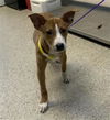 adoptable Dog in  named *LEAH