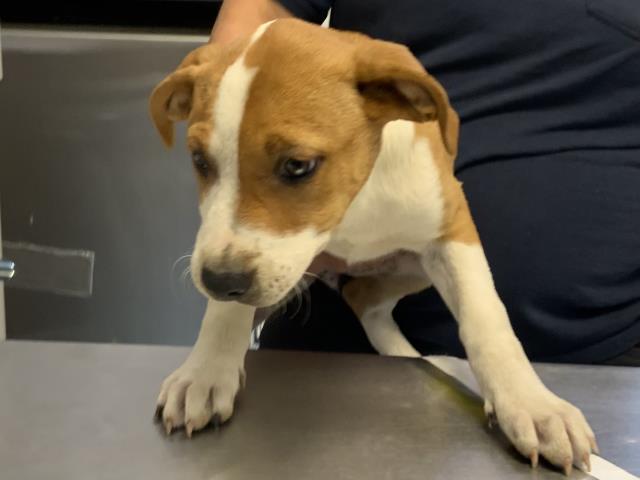 adoptable Dog in Visalia, CA named A247532