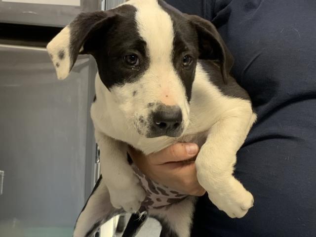adoptable Dog in Visalia, CA named A247535