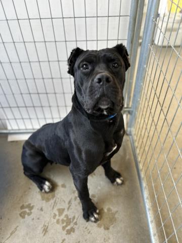 adoptable Dog in Visalia, CA named *RAVEN