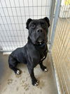 adoptable Dog in  named A247608