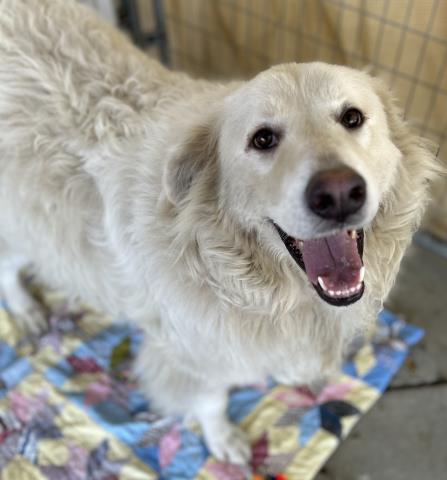 adoptable Dog in Visalia, CA named WILLOW