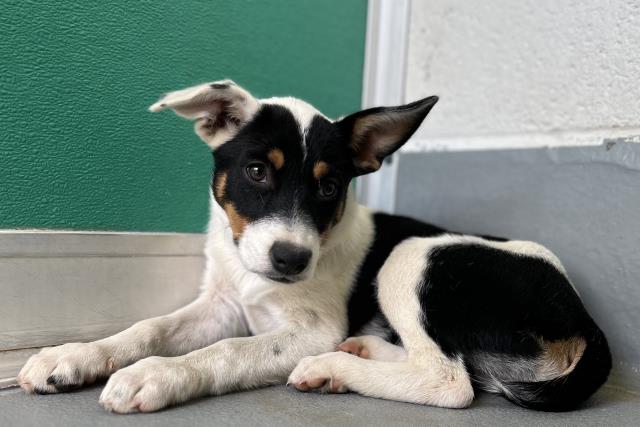 adoptable Dog in Visalia, CA named A247682