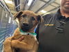 adoptable Dog in  named A247728