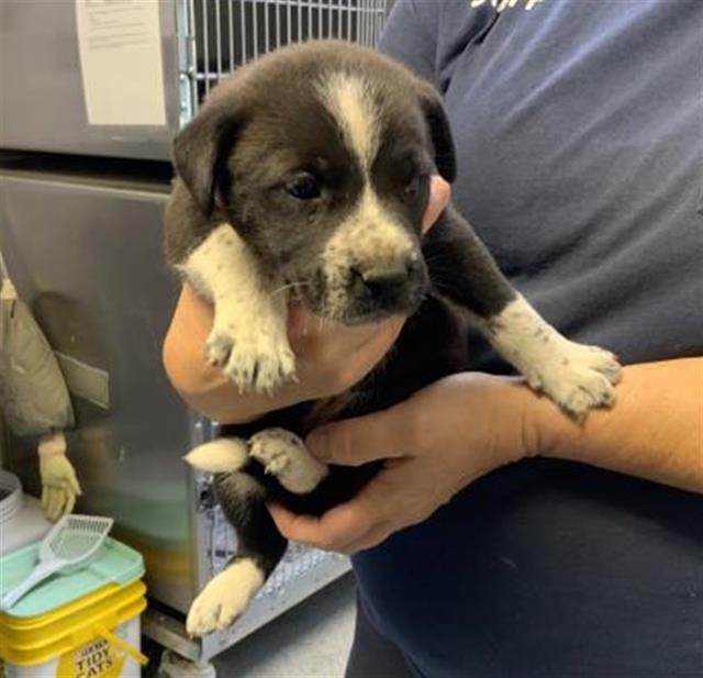 adoptable Dog in Visalia, CA named A247732