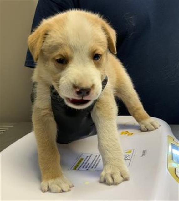 adoptable Dog in Visalia, CA named A247733