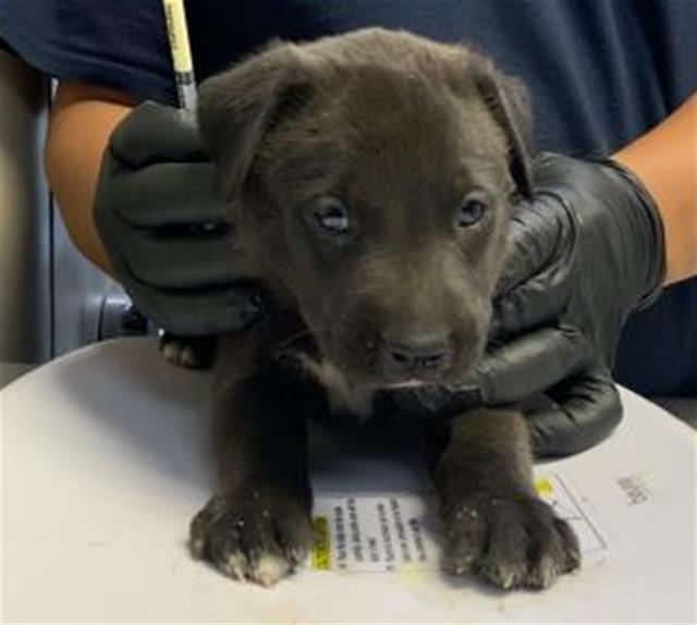 adoptable Dog in Visalia, CA named A247734
