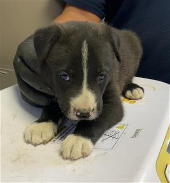 adoptable Dog in Visalia, CA named A247736