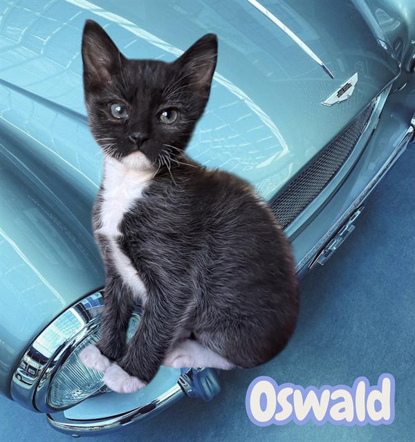 adoptable Cat in Visalia, CA named *OSWALD