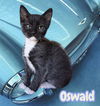 adoptable Cat in ,  named *OSWALD