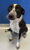 adoptable Dog in ,  named *JUNIPER