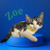 adoptable Cat in  named *ZOE