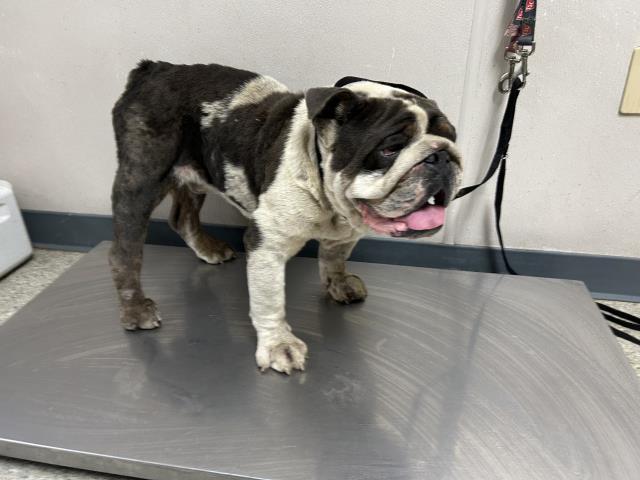adoptable Dog in Visalia, CA named *CHARLIE BOY