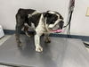 adoptable Dog in  named *CHARLIE BOY