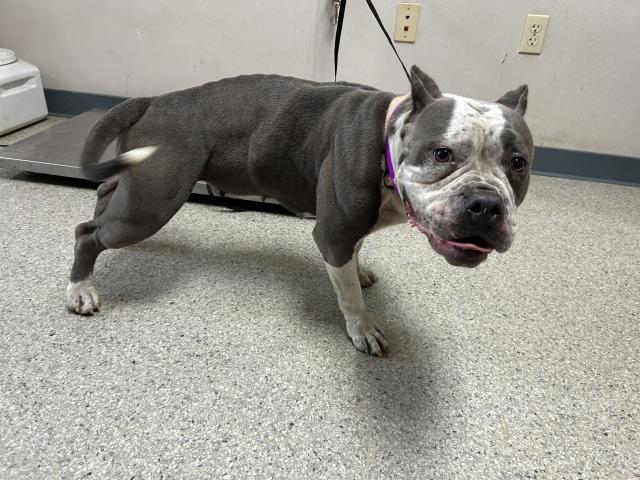 adoptable Dog in Visalia, CA named A247749