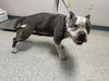 adoptable Dog in  named A247749