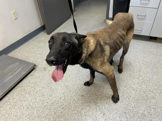 adoptable Dog in Visalia, CA named A247677