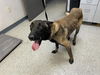 adoptable Dog in  named A247677