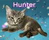 adoptable Cat in  named *HUNTER