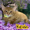 adoptable Cat in  named *KEVIN