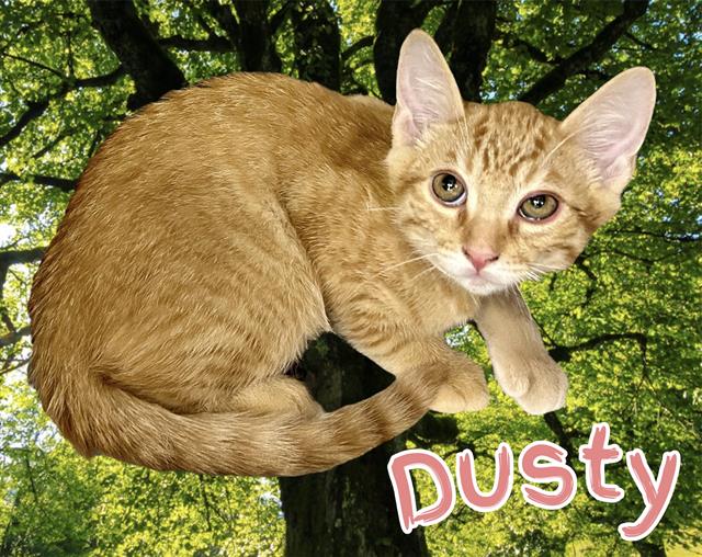 adoptable Cat in Visalia, CA named *DUSTY