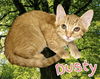 adoptable Cat in  named *DUSTY