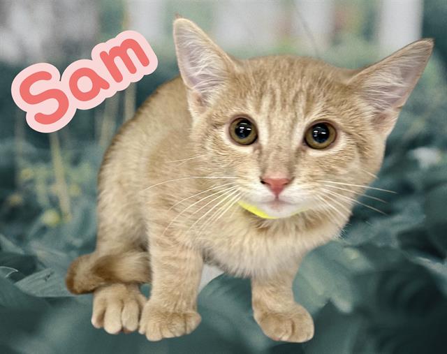 adoptable Cat in Visalia, CA named *SAM
