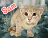 adoptable Cat in  named *SAM