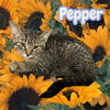 adoptable Cat in  named *PEPPER