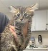 adoptable Cat in  named A247249