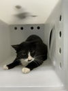 adoptable Cat in  named *PEPPER