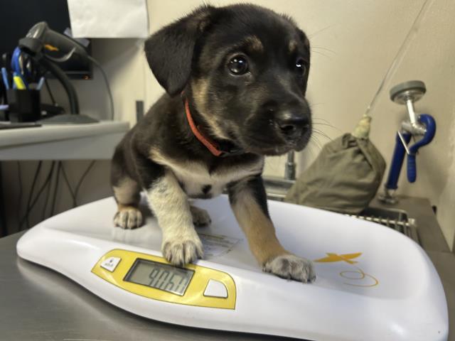 adoptable Dog in Visalia, CA named LUNA