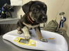 adoptable Dog in  named LUNA