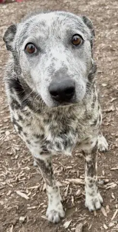 Stanley - Queensland Heeler
