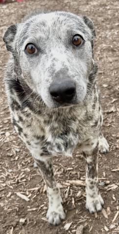 animal-image