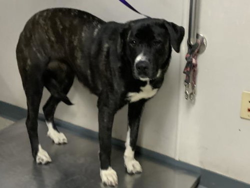picture of the dog needing adoption