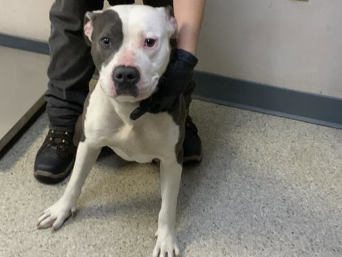 NIPSEY, an adoptable Pit Bull Terrier in Visalia, CA
