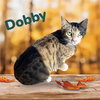 DOBBY - Photo 1