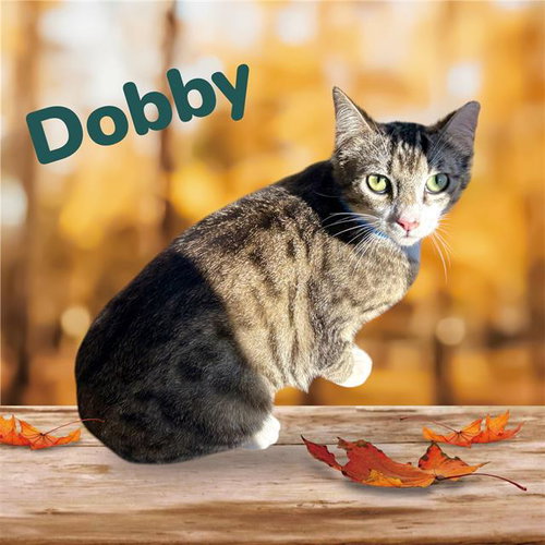 DOBBY - Domestic Short Hair for adoption in Visalia