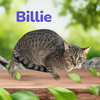 BILLIE - Photo 1