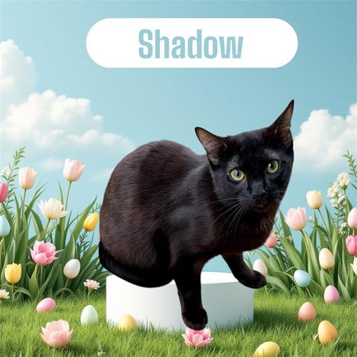 SHADOW, an adoptable Domestic Short Hair in Visalia, CA