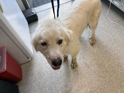 A252843, an adoptable Great Pyrenees in Visalia, CA