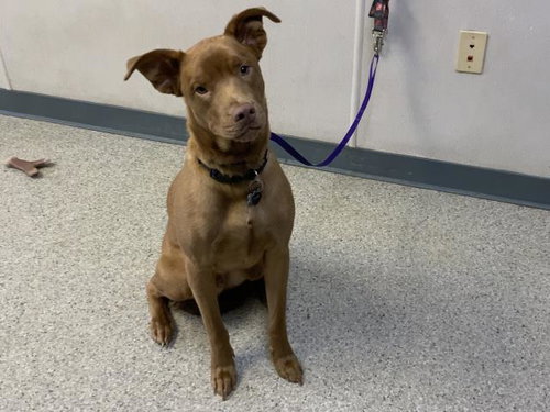 ROOKIE, an adoptable Pit Bull Terrier in Visalia, CA