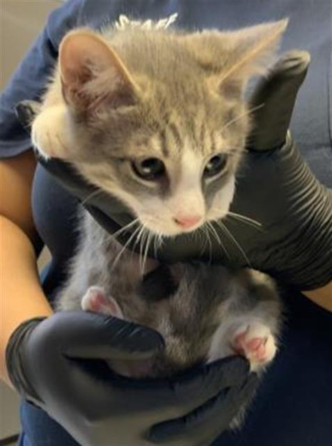 *OSCAR, an adoptable Domestic Short Hair in Visalia, CA