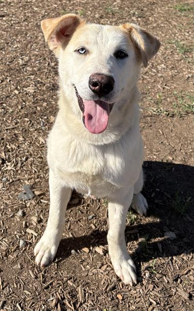 *LOUIE, an adoptable Labrador Retriever in Visalia, CA